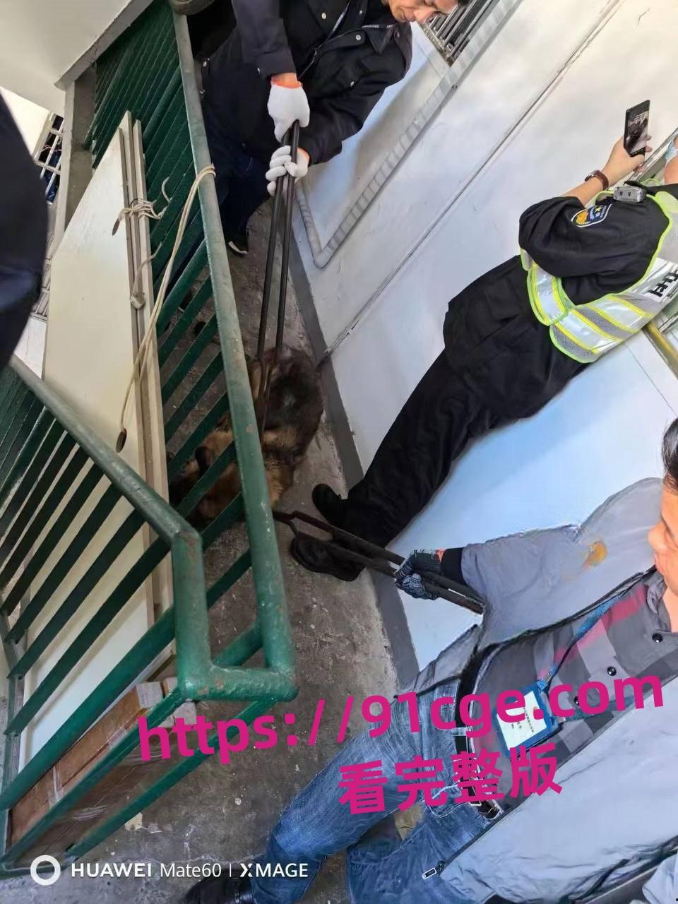 上海抓狗行动特警撬锁 只为抓捕16岁退瘫痪役警犬!-2