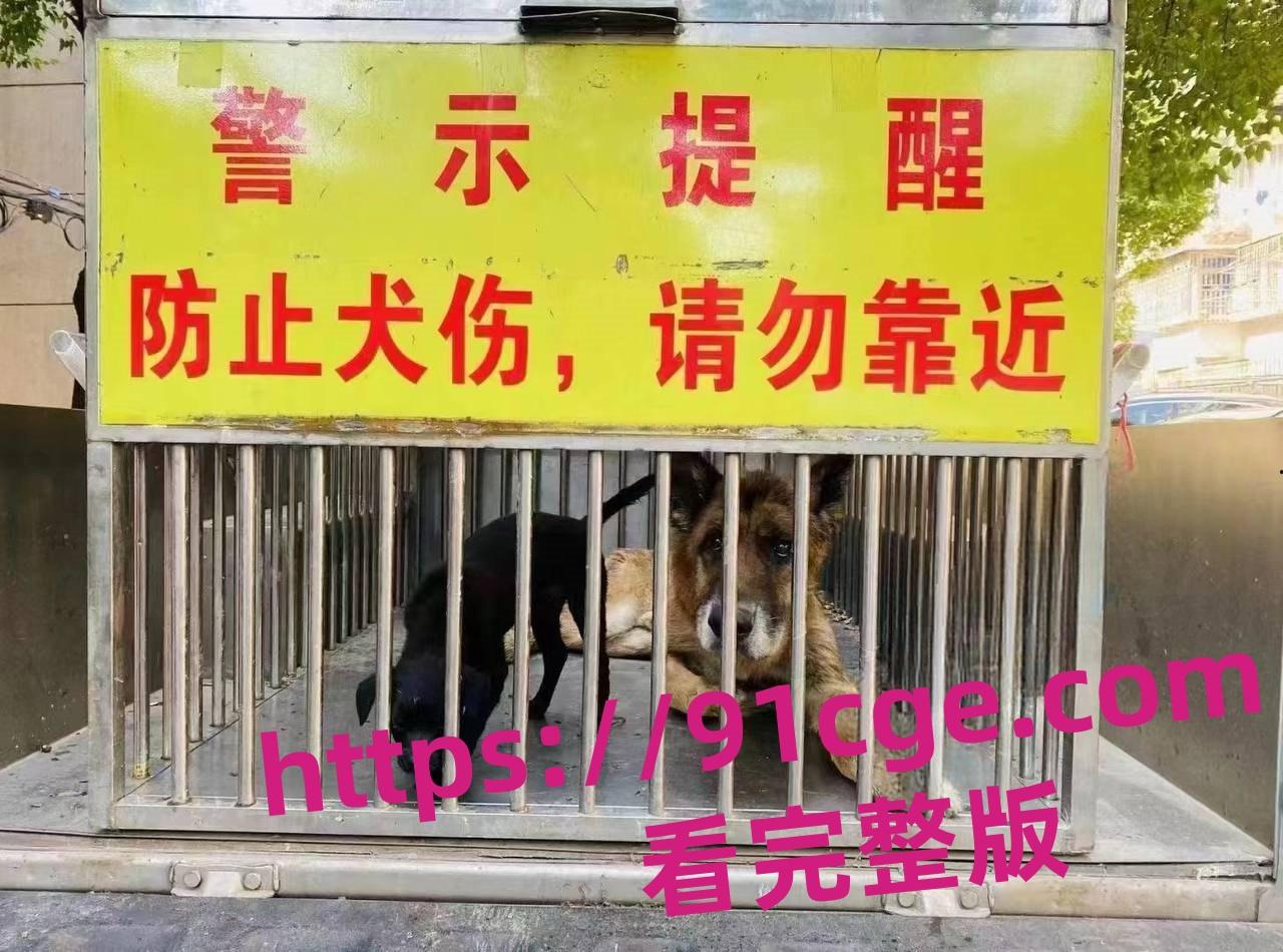 上海抓狗行动特警撬锁 只为抓捕16岁退瘫痪役警犬!-3