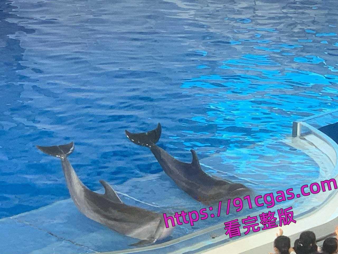 海豚遭变态性虐侵犯,猥琐细节激起众怒,保护动物迫在眉睫引发全民愤怒!-2